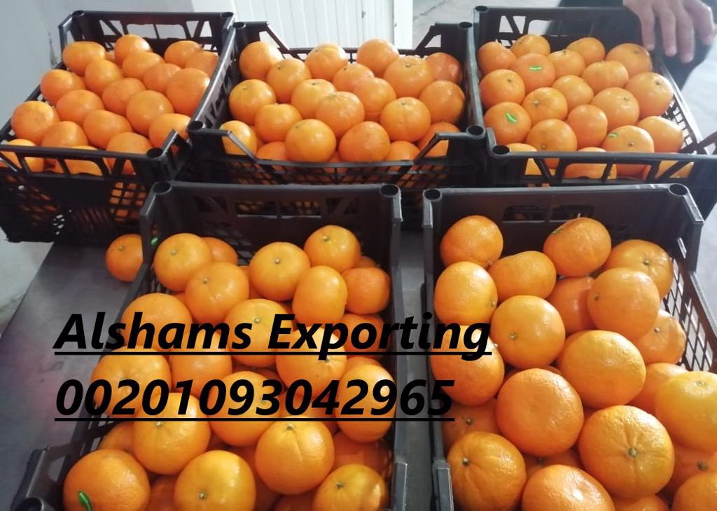 Product image - 🍊🍊 *now we offer FRESH ORANGE* 🍊🍊

To ensure that you get the best quality and the best price, you have to deal with Alshams company.

We are alshams an import and export company that offer all kinds of agriculture crops.

ORDER OUR PRODUCT NOW🔥

Best Regards

Merna Hesham

Tel: 0020402544299

📞Cell(whats-app) 00201093042965

✉️email :Alshamsexporting@yahoo.com

I hope to be trustworthy for you
